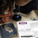 Sciences (1)